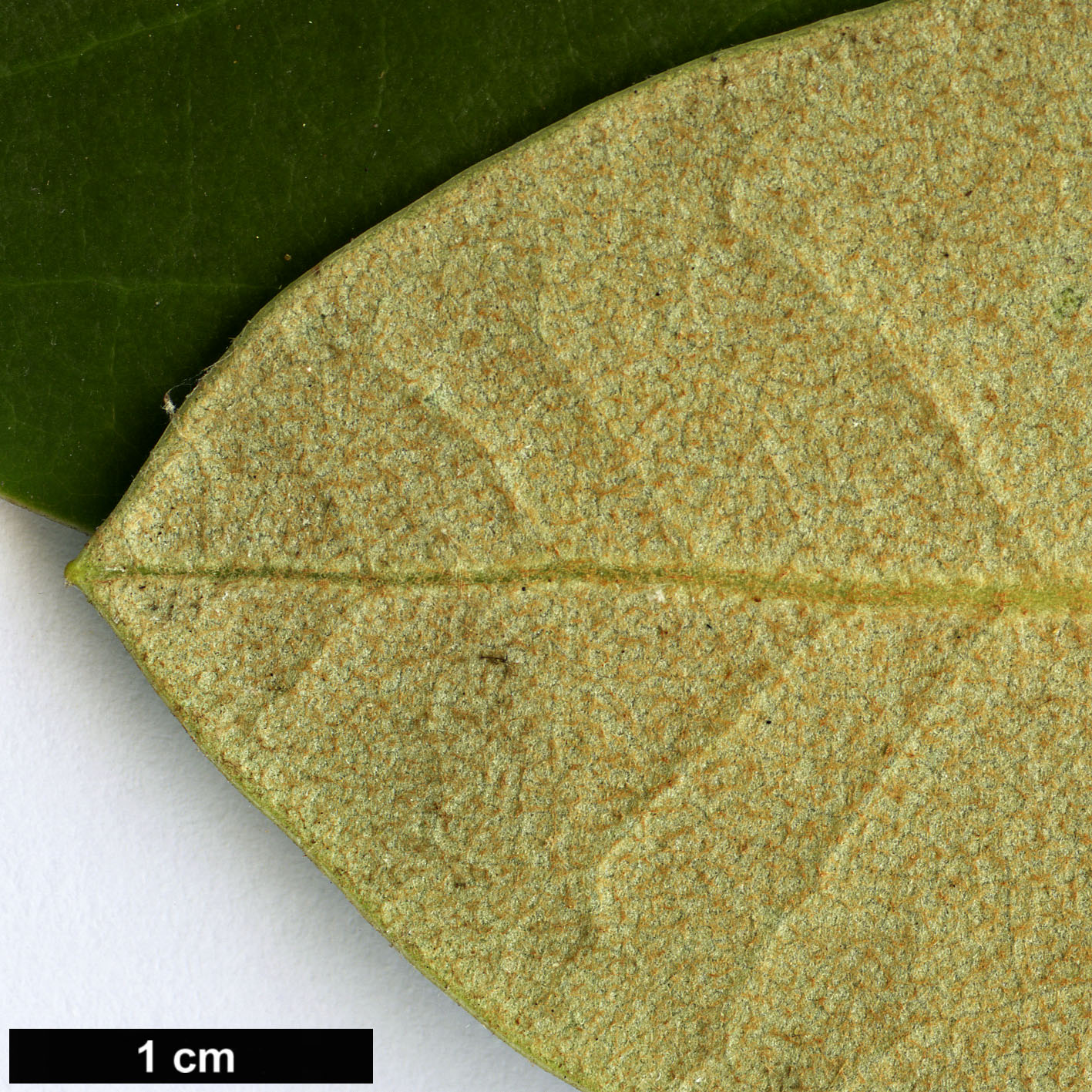 High resolution image: Family: Ericaceae - Genus: Rhododendron - Taxon: clementinae - SpeciesSub: subsp. aureodorsale